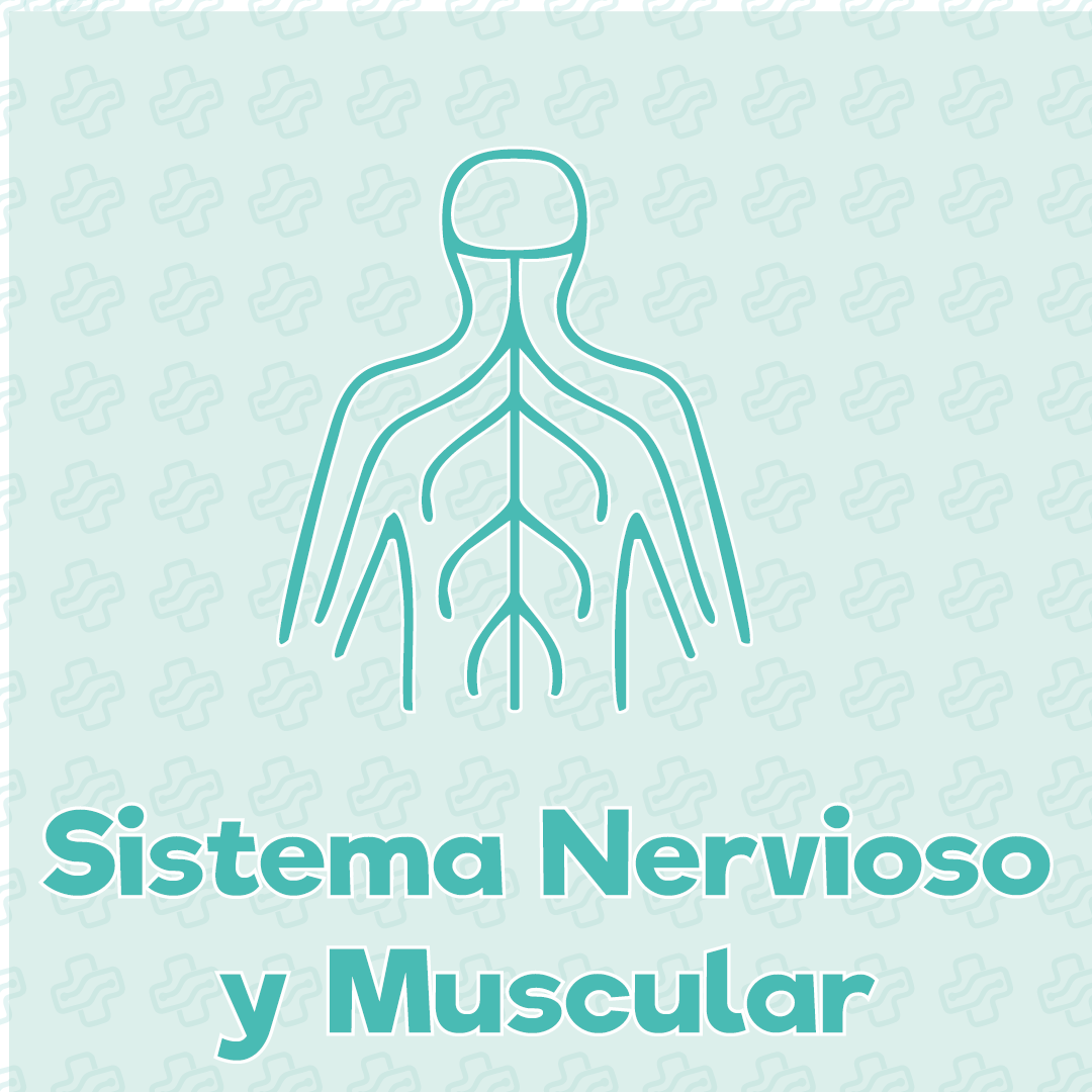 Sistema nervioso y músculo-articulación